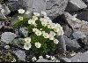 <em>Ranunculus alpestris</em>